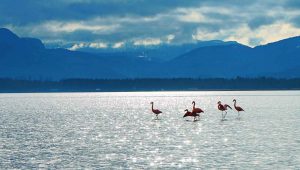 Rosa Wunder: Flamingos am Chiemsee