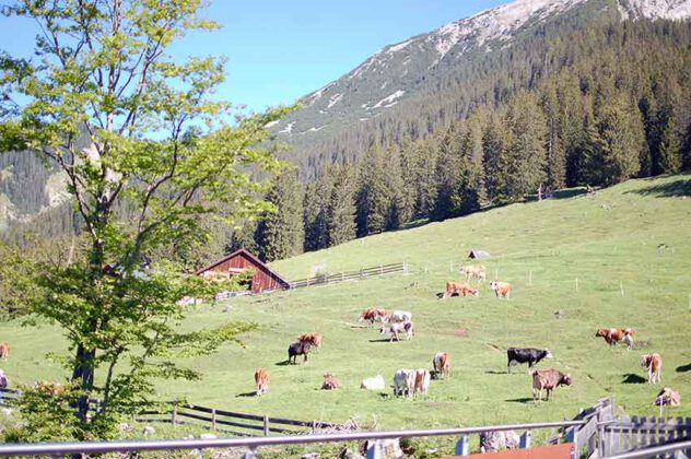 Frischkäsepralinen von der Gourmetalm: Genusswandern im Außerfern ...