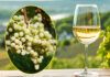 Cabernet Blanc, Solaris, Souvignier Gris die wichtigsten PIWI-Sorten für Weinfreunde