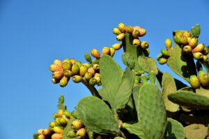 Stinkfrucht, Horngurke und Buddhas Hand: 10 skurrile Früchte rund um den Globus