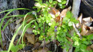 Hausmittel: Schnelle Hilfe aus Wald und Wiese