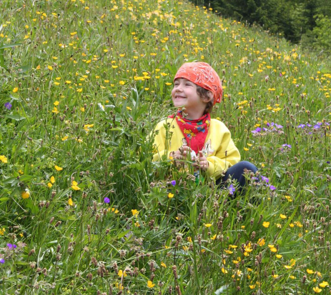 Hausmittel: Schnelle Hilfe aus Wald und Wiese