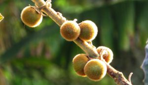 Stinkfrucht, Horngurke und Buddhas Hand: 10 skurrile Früchte rund um den Globus