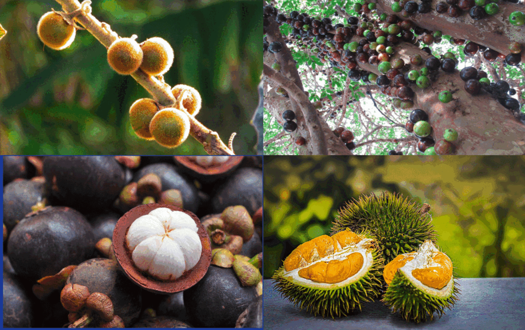 Stinkfrucht, Horngurke und Buddhas Hand: 10 skurrile Früchte rund um den Globus