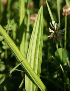 Hausmittel: Schnelle Hilfe aus Wald und Wiese