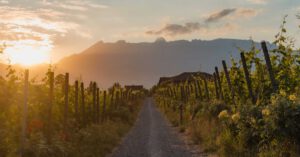 Einzigartige Weinerlebnisse im Fürstentum Liechtenstein