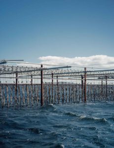 Marseillan im Languedoc: Heimat von Noilly Prat