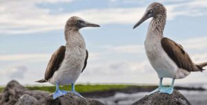 Mit neuer Designjacht die Galapagosinseln erkunden