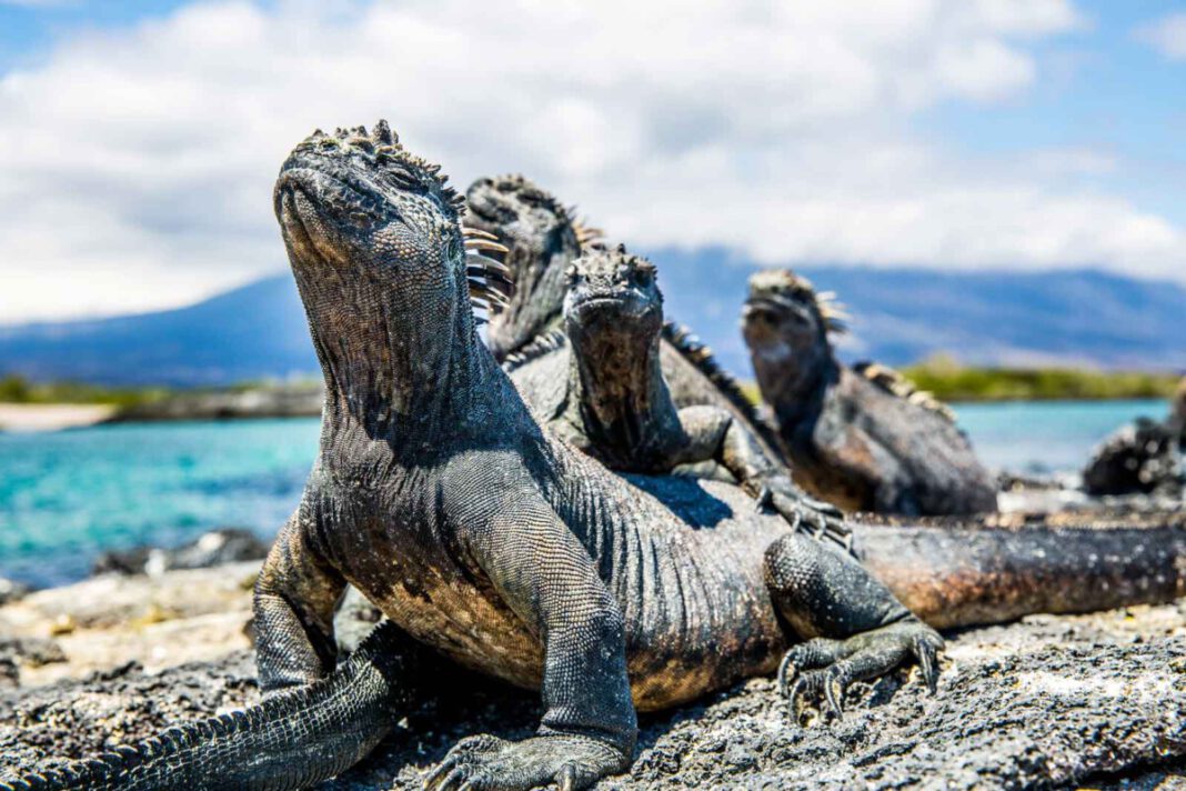 Mit neuer Designjacht die Galapagosinseln erkunden