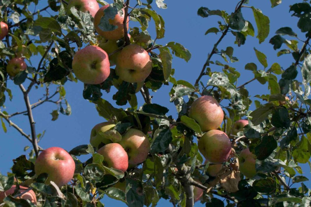Vom Apfel zum Apfelsaft, foto VdF