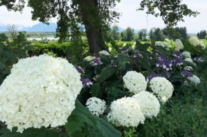 Luxus & Design im naturnahen Schneeganserhof am Chiemsee, foto Schneeganserhof